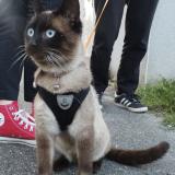 Picture of cat lost at Auzeville Tolosane