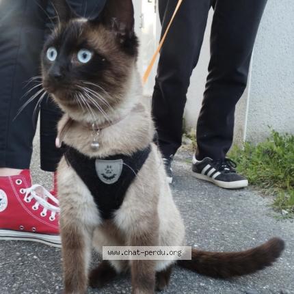 Photo 1/1 Tokyo Chat lost in Auzeville tolosane