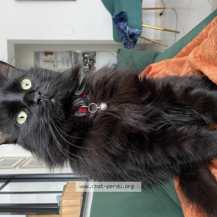 Photo 1/1 Noché Chat lost in Nantes