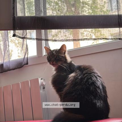 Photo 1/1 Oby wan Chat lost in Saint thibault des vignes