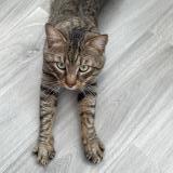 Picture of cat lost at Carros