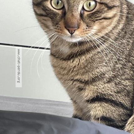 Photo 2/5 Mice Chat lost in Carros