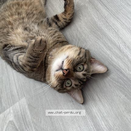 Photo 3/5 Mice Chat lost in Carros