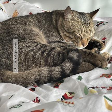 Photo 4/5 Mice Chat lost in Carros