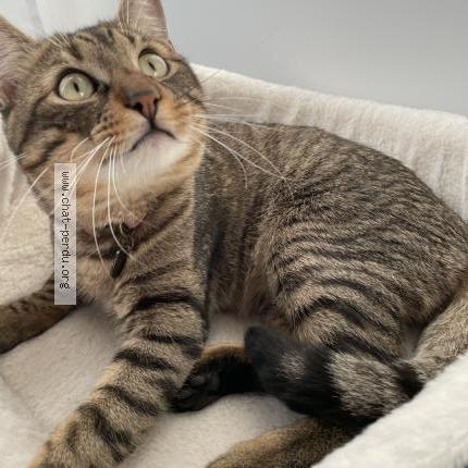 Photo 5/5 Mice Chat lost in Carros