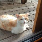 Picture of cat found at Lantriac