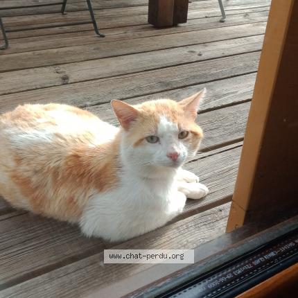 Photo 1/1 Found cat Found in Lantriac