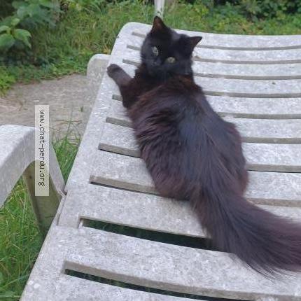 Photo 1/1 Gervais Guettari Chat lost in Limeil brevannes