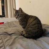 Picture of cat lost at Sisteron