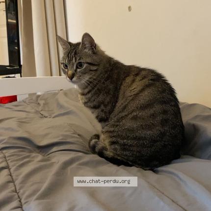 Photo 1/2 Gaïa Chat lost in Sisteron