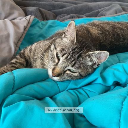 Photo 2/2 Gaïa Chat lost in Sisteron