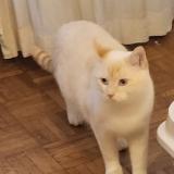 Picture of cat lost at 1213 Petit Lancy
