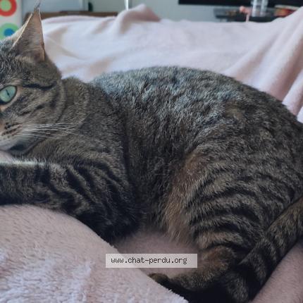 Photo 1/1 Ice Chat lost in Tournefeuille