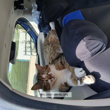 Photo 1/1 Gaspard Chat lost in Epiniac