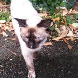 Picture of cat found at Pau