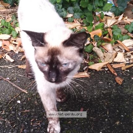 Photo 1/1 Found cat Found in Pau