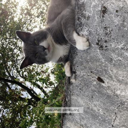 Photo 1/1 Found cat Found in Trelaze