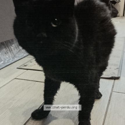 Photo 1/1 Canaille Chat lost in Saint palais