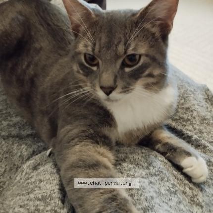 Photo 1/1 Youki Chat lost in Laxou