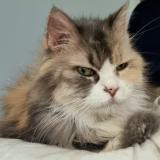 Picture of cat lost at Fleac Brenat