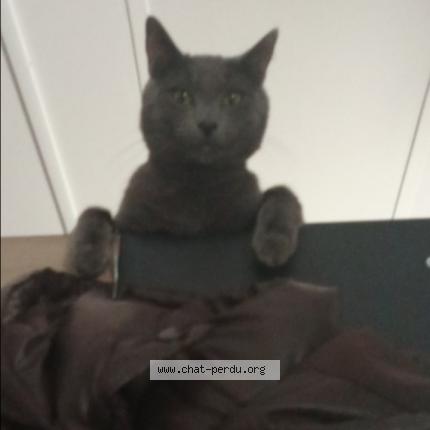 Photo 1/1 Craspouille Chat lost in Poissy