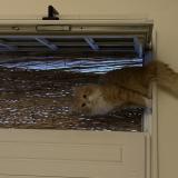 Picture of cat lost at Marseille