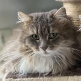 Picture of cat lost at Mons En Laonnois