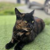 Picture of cat lost at Yvrac