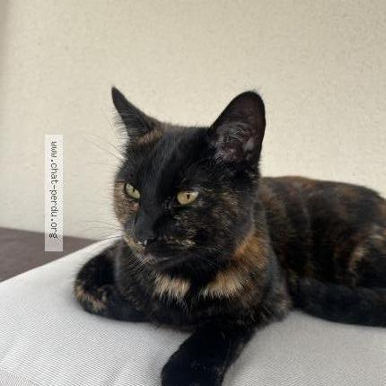 Photo 2/2 Cat reunited Lost in Yvrac