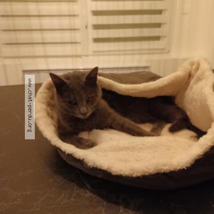 Photo 1/1 NALA Chat lost in Coueron