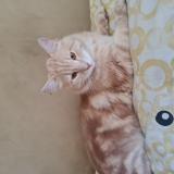 Picture of cat lost at Nimes