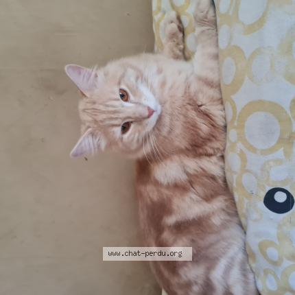 Photo 1/1 Cat reunited Lost in Nimes