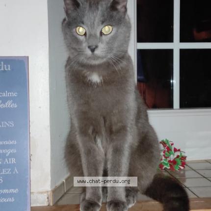 Photo 1/1 Peppers Chat lost in St remy