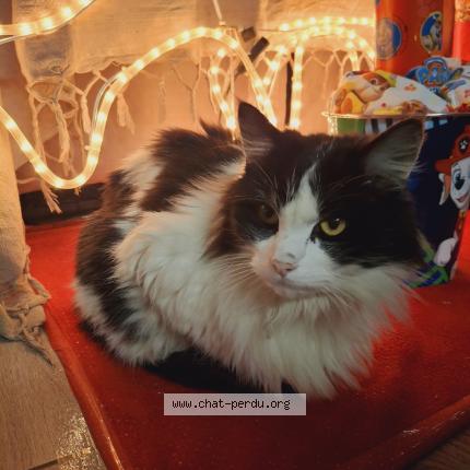 Photo 1/1 Luffy Chat lost in Sigournais