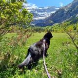 Picture of cat lost at Pessac