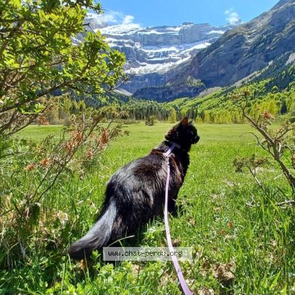 Photo 1/1 Robine Chat lost in Pessac