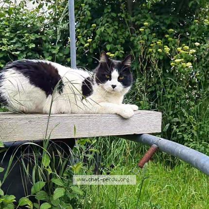 Photo 1/1 Jumbo Chat lost in Feneu