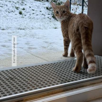 Photo 1/1 Gaïa Chat lost in Ormoy