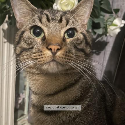 Photo 1/1 Muezza Chat lost in Brest