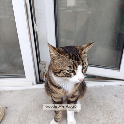 Photo 1/1 Nuage Chat lost in Orleans