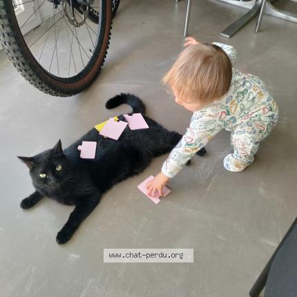 Photo 1/3 Trompette Chat lost in Toulouse