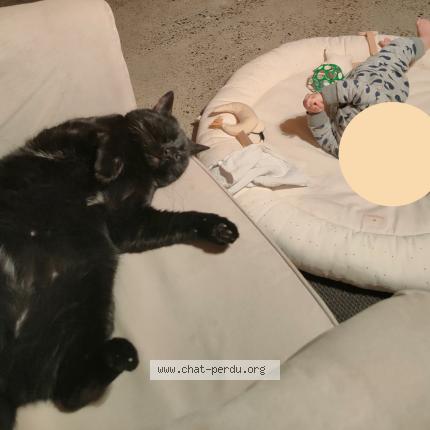 Photo 2/3 Trompette Chat lost in Toulouse