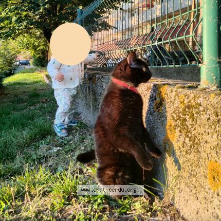 Photo 3/3 Trompette Chat lost in Toulouse