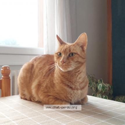 Photo 1/1 Roxy Chat lost in Annecy