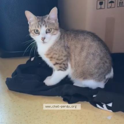 Photo 1/1 Gribouille a Chat lost in La rochelle