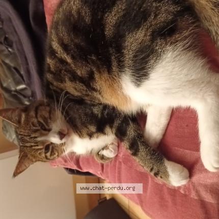 Photo 1/1 OGGY Chat lost in Sainte blandine