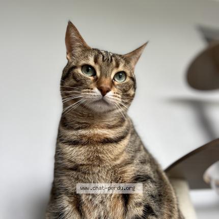 Photo 1/1 Sa&iuml;ka Chat lost in Cosne cours sur loire