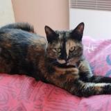 Picture of cat lost at Chaunay