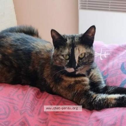 Photo 1/3 Poussinette Chat lost in Chaunay