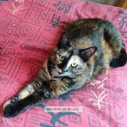 Photo 2/3 Poussinette Chat lost in Chaunay